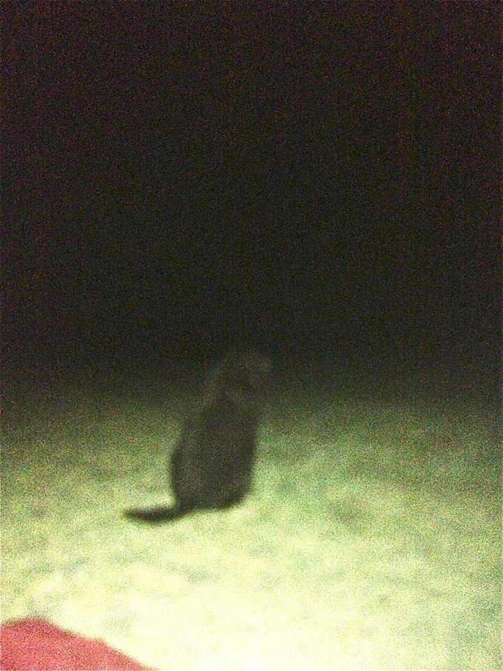 10882102_10204240752597318_2850837300766958982_n