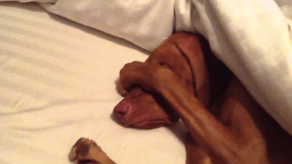 Screenshot 2017-08-29 13.33.36.png