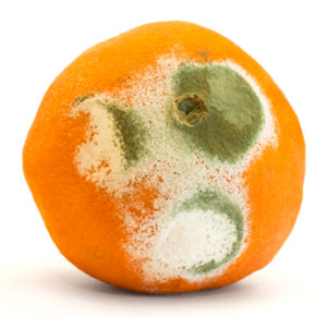 annoying-orange-mold