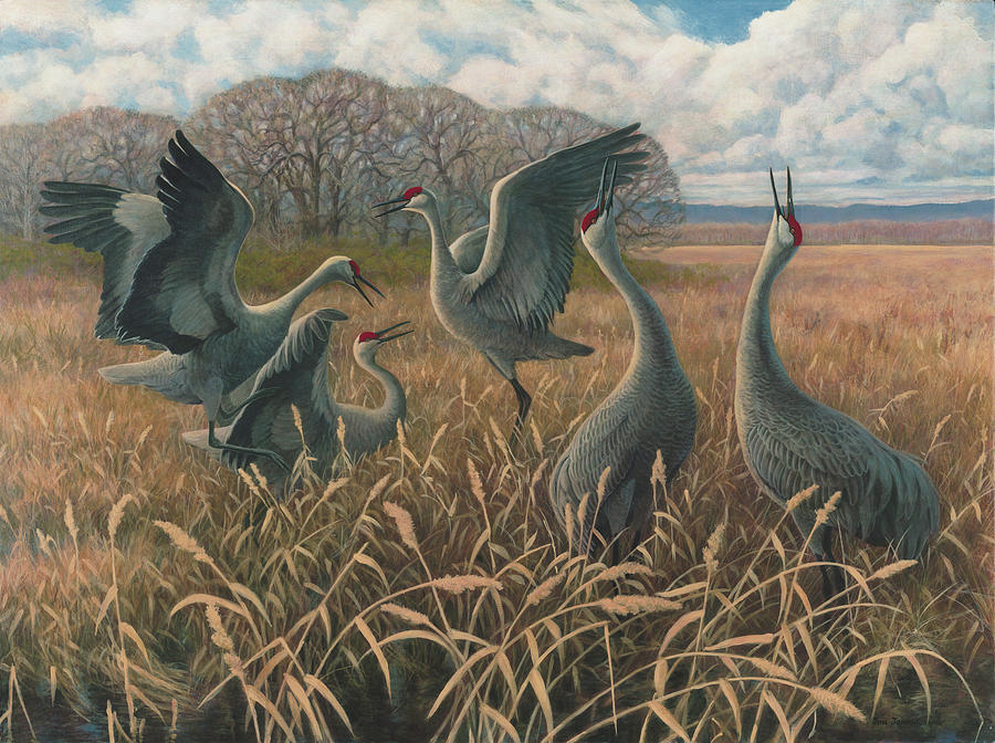 sandhill-cranes-dancing-jon-janosik