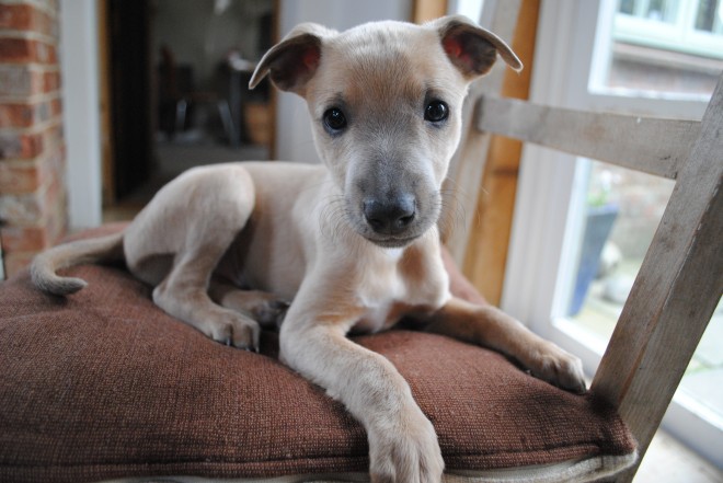 adorable-kc-registered-whippet-puppy-5544da3e5b610-1